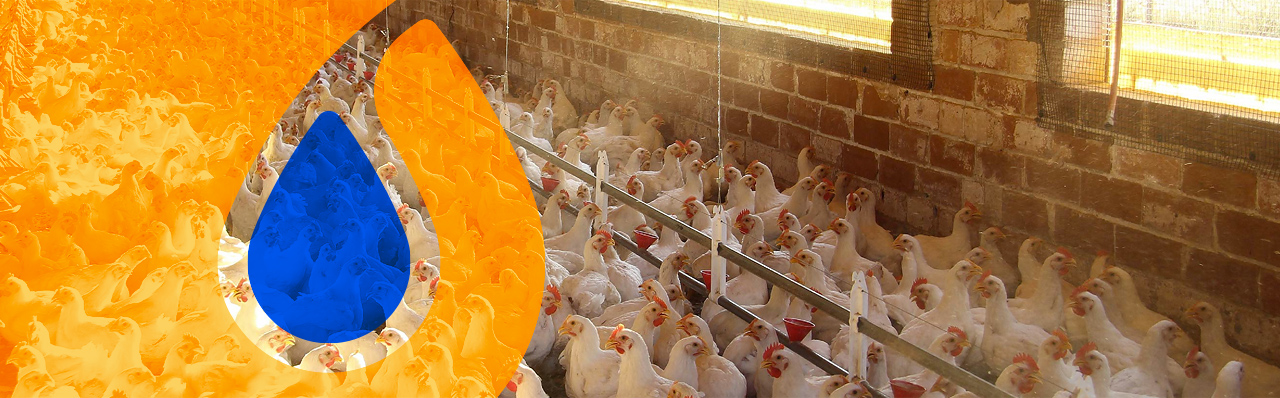 Rendimiento idoneo para la producción de pollo